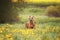 Beautiful funny rhodesian ridgeback dog puppy running in flower field meadow