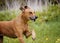 Beautiful funny rhodesian ridgeback dog puppy running in flower field meadow