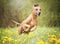 Beautiful funny rhodesian ridgeback dog puppy running in flower field meadow