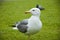 Beautiful and funny seagull on green grass. seagulls on green grass. Seagull in the UK on grass to entice worms to the surface for