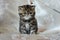 Beautiful funny striped kitten breed exotic Shorthair catches toy . The design concept of the children`s Fund