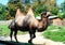 A beautiful funny  two-humped camel stands in the courtyard of the zoo. Side view