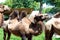 A beautiful funny  two-humped camel stands in the courtyard of the zoo. Side view. Close up