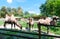 Beautiful funny two-humped camels are standing in the courtyard of the zoo. Side view of a family of camels