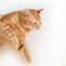 Beautiful funny young ginger cat looking with interest at copyspace. Adorable orange pet. Cute tabby red kitten