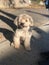 Beautiful furry dog in sunlight with shadows