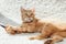 beautiful furry ginger cat lying on white carpet