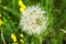 Beautiful, furry, large, white dandelion, close-up on a green background