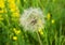 Beautiful, furry, large, white dandelion, close-up on a green background