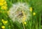 Beautiful, furry, large, white dandelion, close-up on a green background