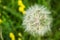 Beautiful, furry, large, white dandelion, close-up on a green background