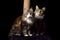 Beautiful furry purebred kittens sit near scratching post