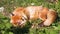 Beautiful furry wild red fox resting and sleeping after hunt on sunny day on meadow in forrest