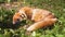 Beautiful furry wild red fox resting and sleeping after hunt on sunny day on meadow in forrest