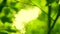 Beautiful fuzzy transfusion of light through green leaves of trees. natural blurred background, Nature abstract