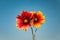 Beautiful gaillardia flowers in Al Khobar Corniche Park, Saudi Arabia