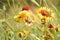 Beautiful Gaillardia in garden at the sunny day