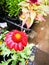 Beautiful gaillardia `Mesa Red` flower in a spring season at a botanical garden.