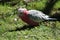 Beautiful Galah bird, red, pink and gray