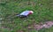 Beautiful Galah Cockatoo