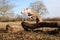 A beautiful galgo is jumping over a large tree trunk in the forest