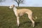 Beautiful galgo portrait in the park