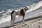 Beautiful galgo is standing at the beach in the sand