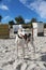 Beautiful galgo is standing in the sandy beach with many beach chairs in the background