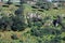 Beautiful Galilee landscape with trees.