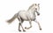 Beautiful galloping Lipizzaner