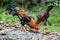 Beautiful gamecocks and family walking and find food in nature