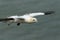 A beautiful Gannet Morus bassanus flying above the sea in the UK.