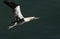 A beautiful Gannet Morus bassanus flying above the sea in the UK.