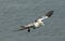 A beautiful Gannet Morus bassanus flying above the sea in the UK.