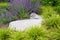 Beautiful garden background with yellow green grasses and purple flowers blooming on catmint surrounding a large rock
