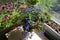 Beautiful garden on the balcony with petunia flowers in container and lobelia flowers in pot. Top view on flowering potted plants