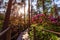 Beautiful garden with blooming rhododendrons in the sunny day