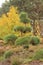 Beautiful garden bonsai in the autumn garden