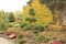 Beautiful garden bonsai in the autumn garden