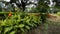 Beautiful garden with canna flowers