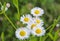 Beautiful garden chamomiles on a background