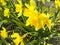 Beautiful garden daffodils growing in ground