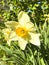 Beautiful garden daffodils growing in ground