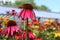 Beautiful garden filled with bright and colorful cone flowers in various hues