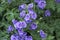 Beautiful garden flower bed on a lawn. Perennial purple cranesbill blossoms growing and thriving in spring. Colorful