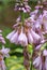 Beautiful garden flower Hosta plantaginea