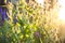 Beautiful garden flowers. Teasel plant.