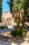 Beautiful garden with a fountain in the ancient Baths of Diocletian in Rome