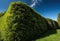 Beautiful Garden Hedge with Blue Sky Background. Perfect for Landscaping Designs.