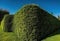 Beautiful Garden Hedge with Blue Sky Background. Perfect for Landscaping Designs.